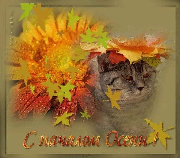 Осенние пожелания анимация. Открытки осень. Открытки с осенью гиф. Осенние открытки. Красивые осенние открытки.