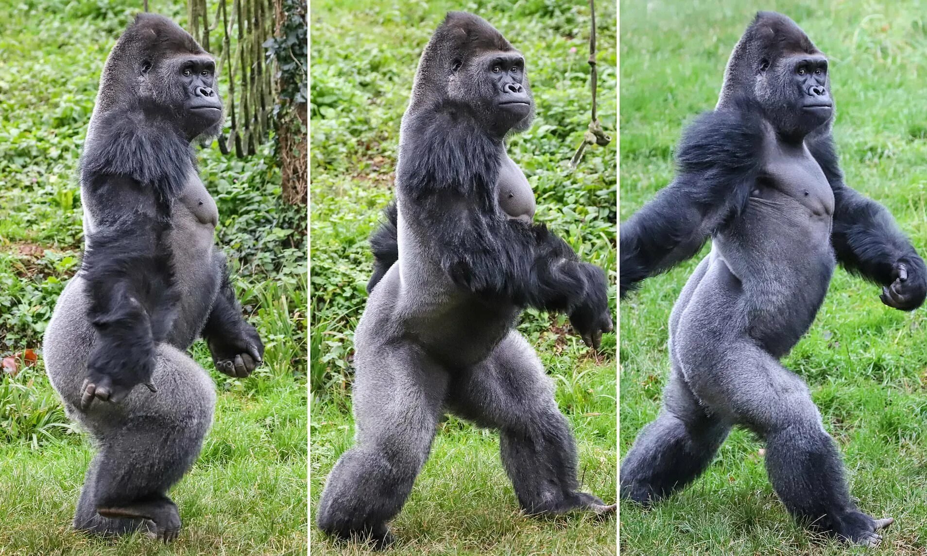 Сколько живет самец. Горилла, самец. Горилла на двух ногах. Ноги гориллы. Обезьяна горилла.