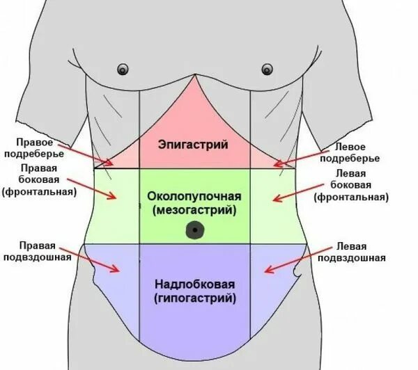 Что может быть если болит левый бок. Зоны брюшной полости. Топографические области живота. Эпигастральная область живота. Надчревная область живота.