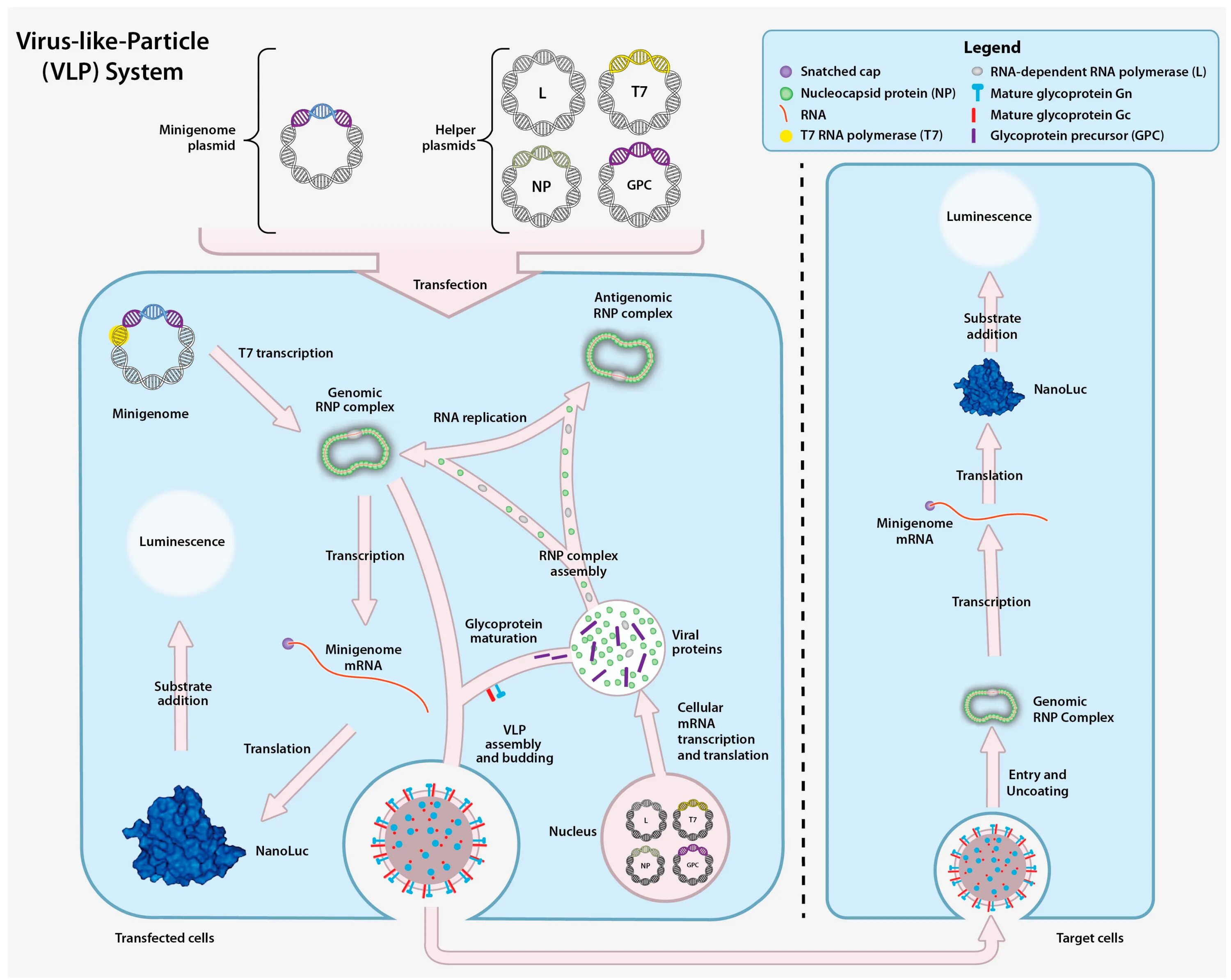 Virus Particle. Virus like Particles orf2 PCV-2. Virus like Particles orf2. Like virus