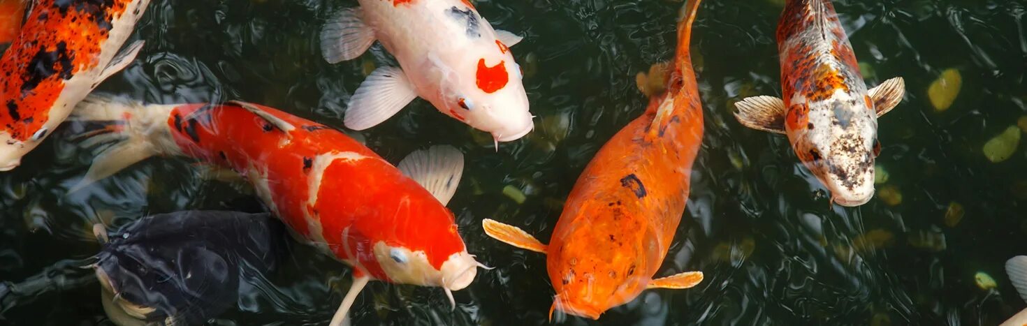 Карпы кои. Кои 5. Кои 5. Cyprinus carpio koi. Кои 5.