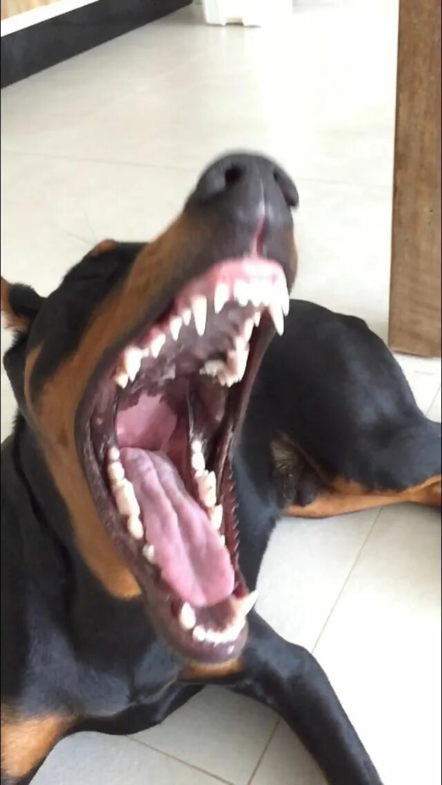 Доберман оскал. Улыбка добермана. Зубы добермана. Доберман пинчер рычит. Доберман с зубами скалится.