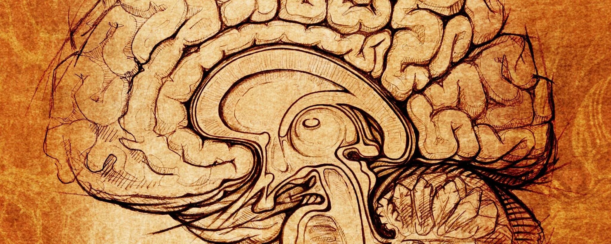 Фон с мозгами. Мозг рисунок. Анатомия фон. Мозг заставка.