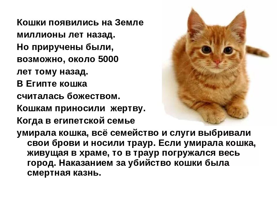 Краткое содержание коту