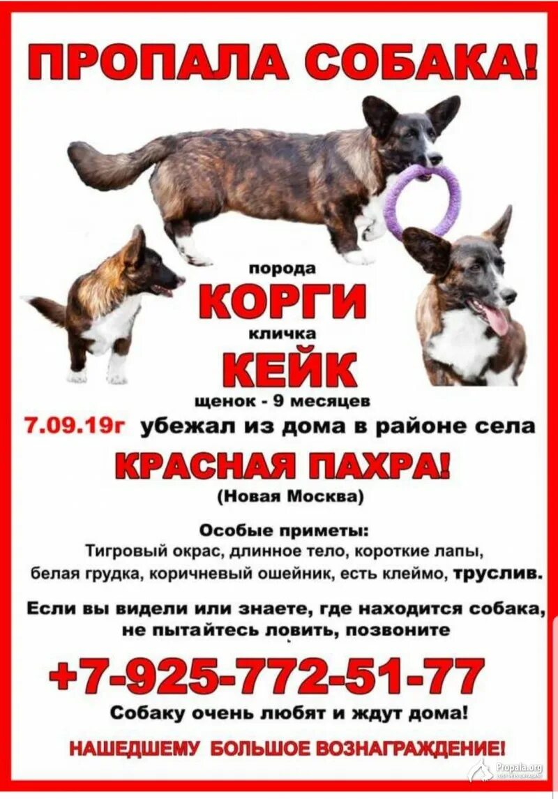 Приметы встретить собаку
