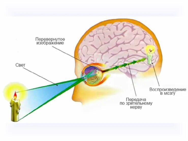 Механизм зрительного анализатора. Зрительная система в мозге человека схема. Строение оптического аппарата зрительного анализатора. Механизм работы зрительного анализатора.