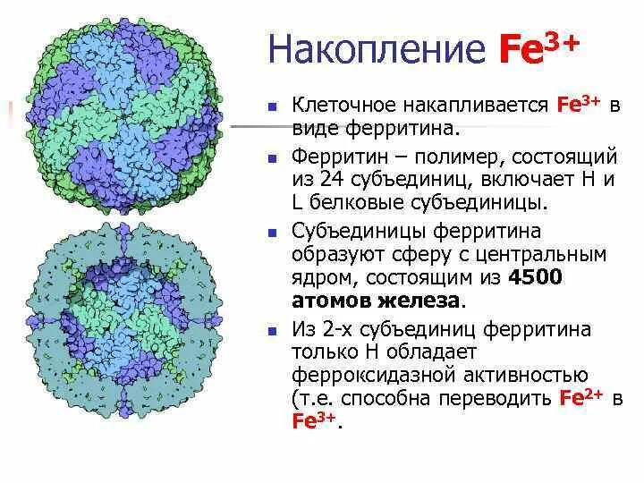 Сколько пить ферритин. Структура молекулы ферритина. гемоцианин и ферритин. ферритин 15,7. структура ферритина.