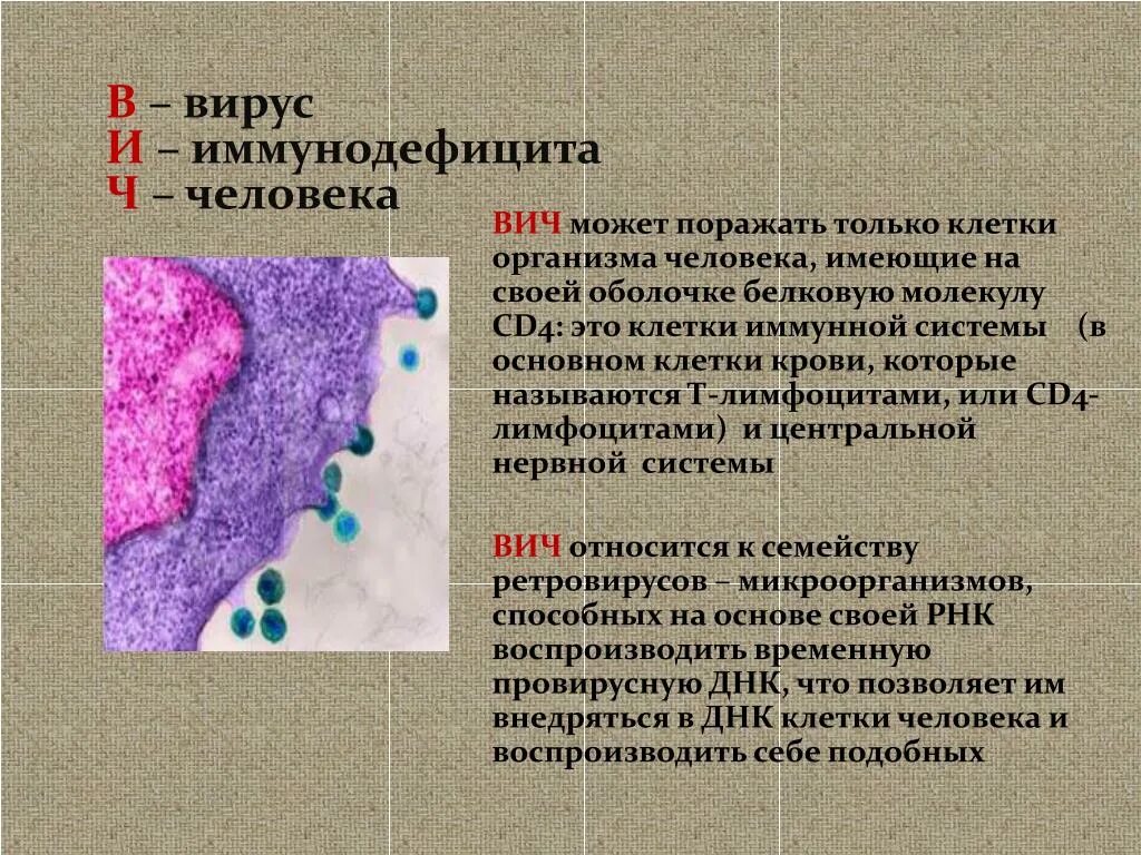 Вирус иммунодефицита человека поражает. СПИД поражает клетки. Вирусы иммунодефицита человека ВИЧ поражает. Какие клетки в организме человека поражает ВИЧ?.