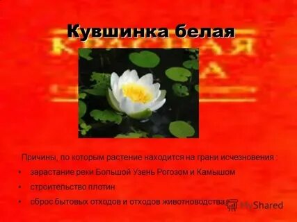 На грани исчезновения находится растение