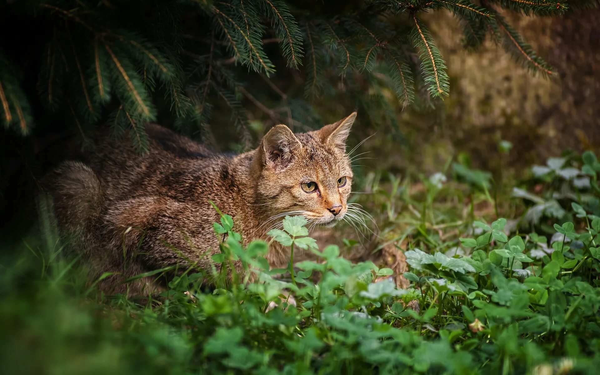 Включи лесные котики 3