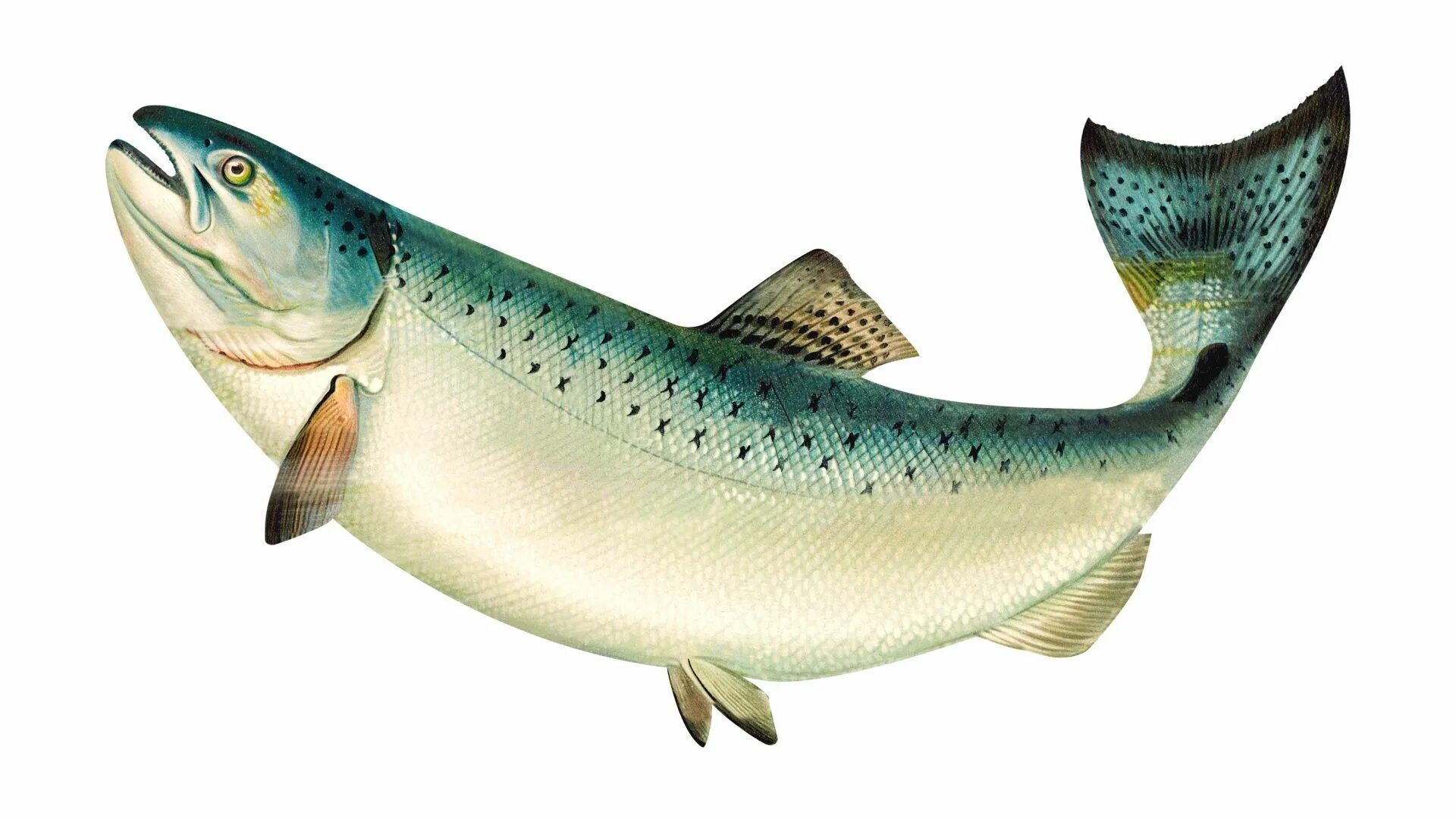 Лососевая рыба сканворд 5. Салмон рыба. Аральский лосось. Калифорнийский лосось. Лосось на белом фоне.