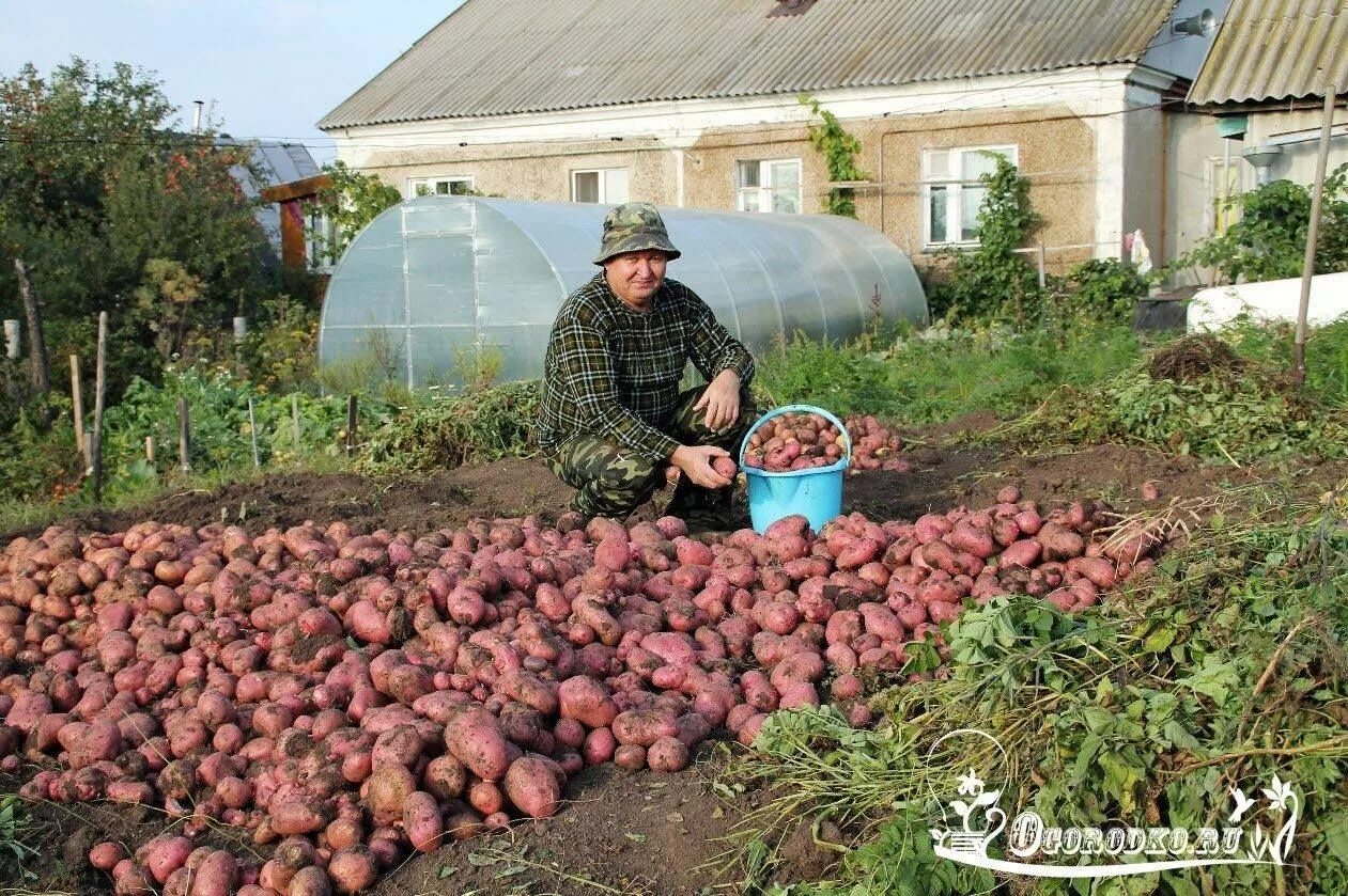 Грядки в огороде для картофеля. Картофель в огороде. Большой огород картошки. Гряды для картофеля. Картофель в огороде.