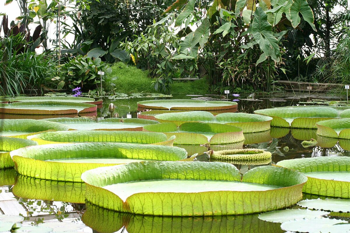 Самая большая тропическая