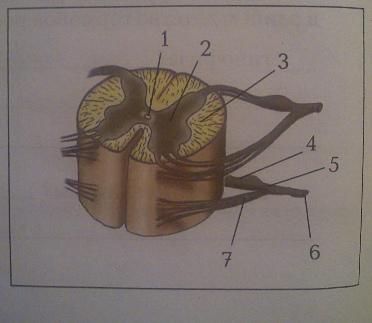 Строение6 спинного мозга. Спинной мозг биология 8. Спинной мозг 8 класс биология. Спинной мозг рисунок 8 класс биология.