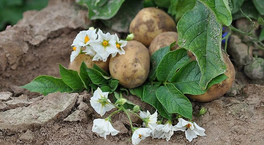 Паслен клубненосный. Картофель клубненосный. Картофель Пасленовые. Картофель, или паслён клубненосный –. Семейство цветка картофеля