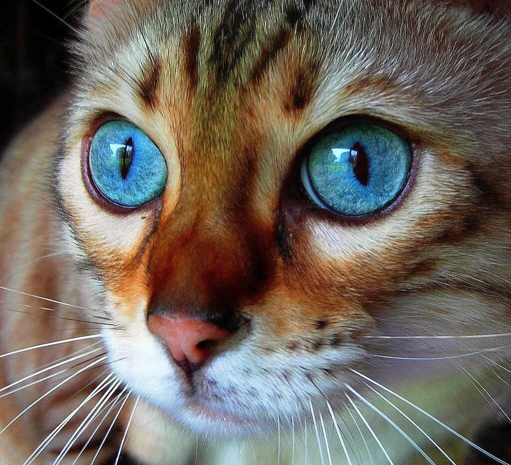 Глазки кошечки. Бенгальский кот. Кот с бирюзовыми глазами. Глаза кота. Кошка с красивыми глазами.
