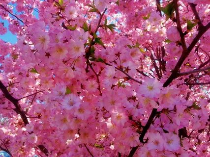 Spring cherry
