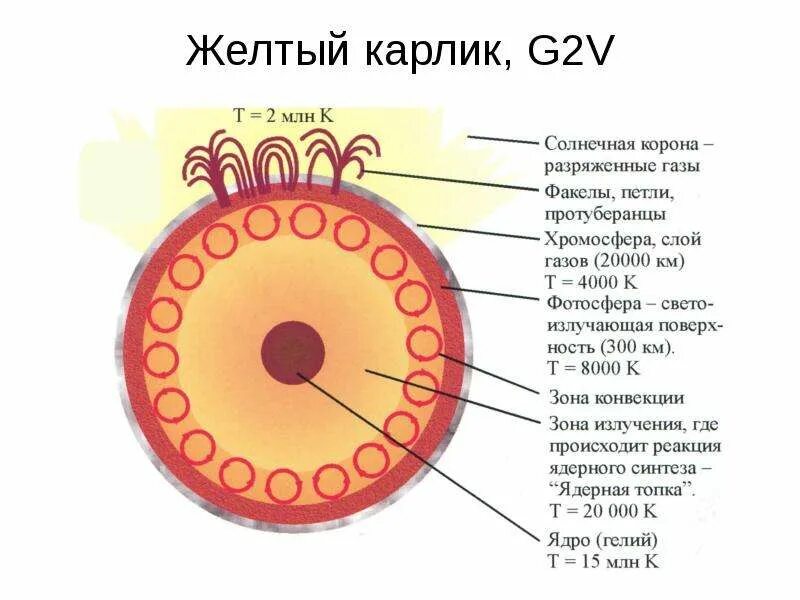 Сейчас солнце находится на стадии желтого карлика. Желтый карлик астрономия. строение желтого карлика. внутреннее строение желтых карликов. строение солнца.