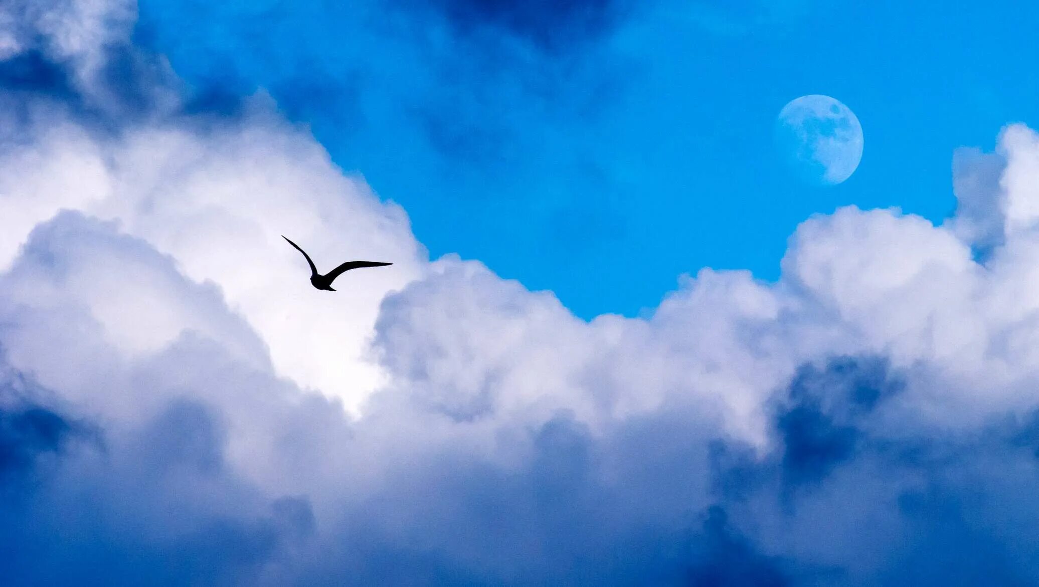 Птицы в небе. Небо птицы облака. Влюбленные птицы в небе. Лебеди в небе. Белые облака лебеди