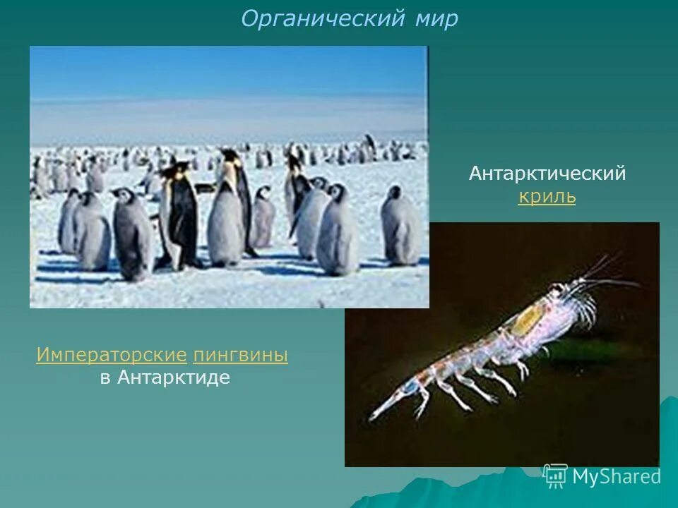 органический мир антарктиды