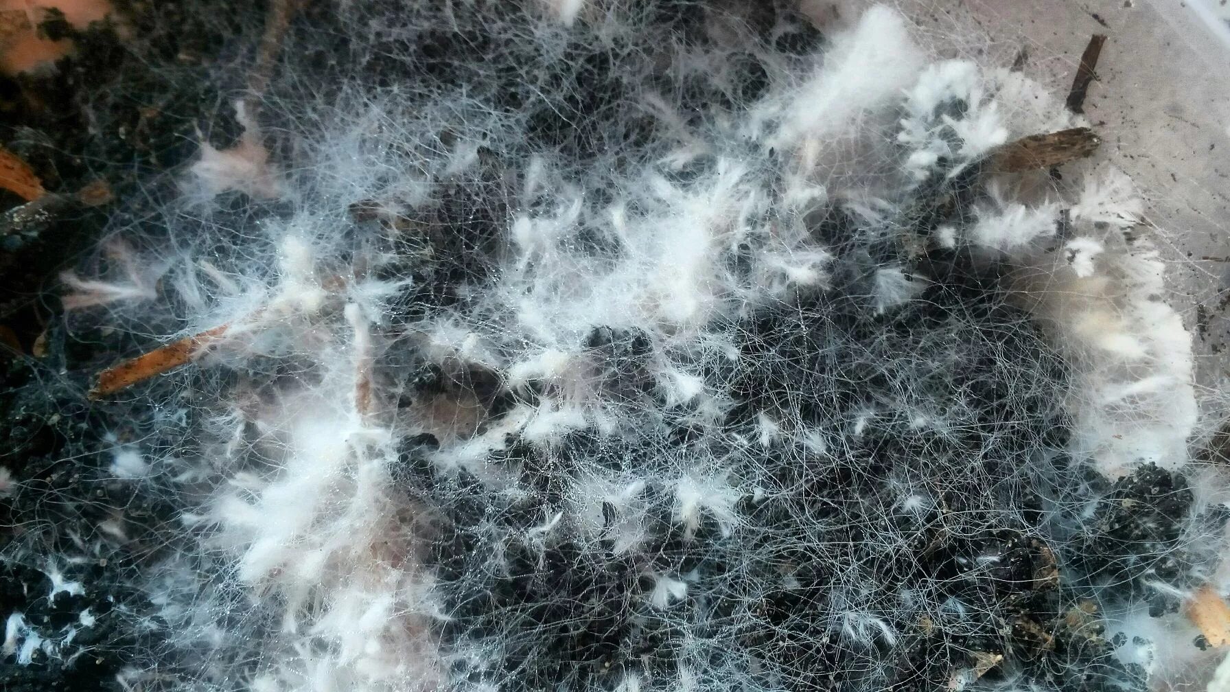 Ризома грибница. Грибница шампиньонов. Зерновой мицелий вешенки. Мицелий аскомицента. Ценотический мицелий.