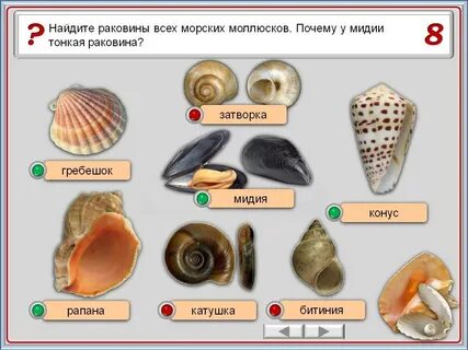 Исследование внешнего строения раковин пресноводных и морских