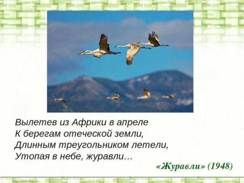 Анализ стихотворения журавли 5 класс. Заболоцкий вылетев из Африки в апреле. Заболоцкий Журавли. Стихотворение Журавли Заболоцкого. Журавли стихотворение Заболотский.