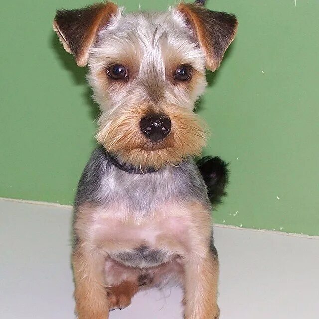 ухо йорка фото