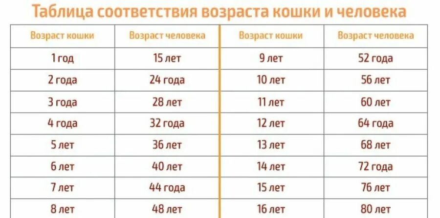 До скольки лет живут половой. Кошачий Возраст по человеческим меркам 10 лет таблица. Возраст кошки по человеческим меркам таблица. Соответствие возраста кота и человека таблица. Соответствие возраста кошки человеческому.