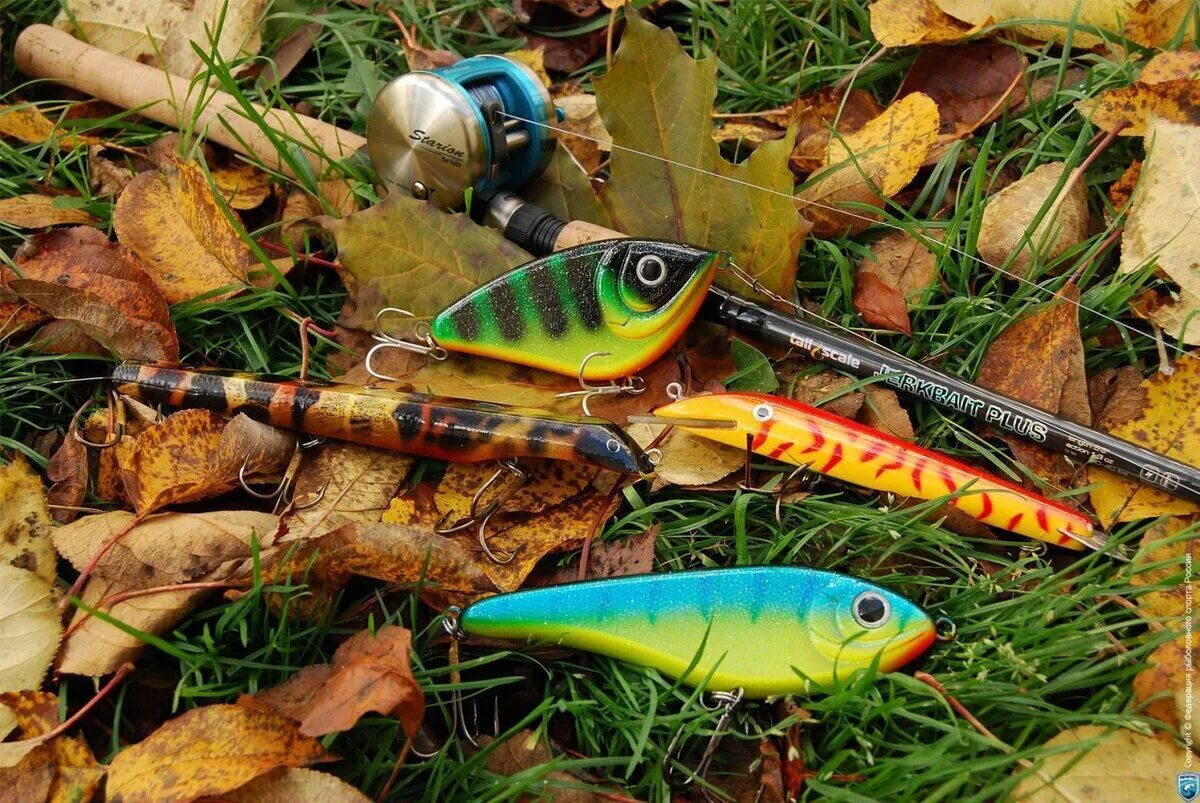 Спиннинг для ловли щуки и окуня. Рыбалка на спиннинг. Спиннинг с рыбой. Осенняя рыбалка на спиннинг. Щука на спиннинг.