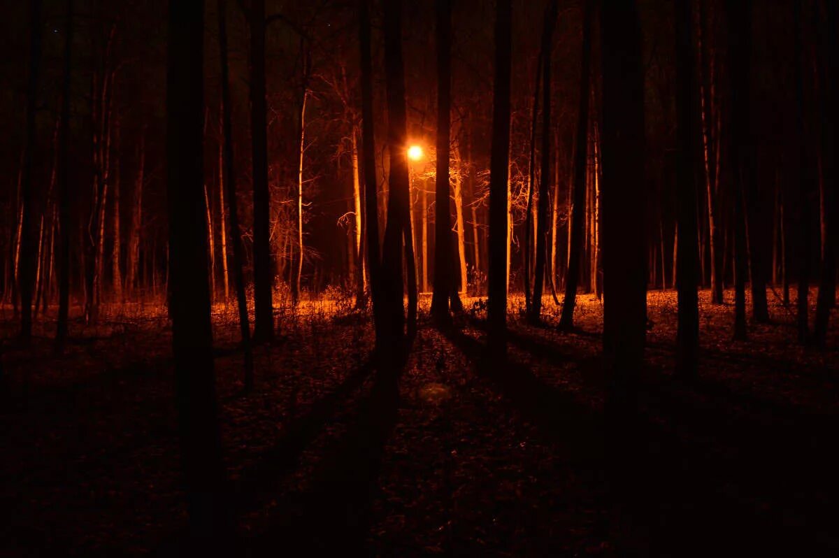Ночью в лесу 3 класс. «Ночь в лесу». Осень ночь лес. Ночной осенний лес. Осенний лес ночью.