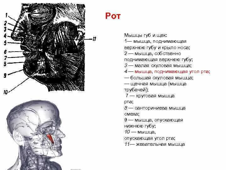 Губы мышцы рта. Мышца поднимающая верхнюю губу и крыло носа. Четырехугольная мышца верхней губы. Мышца поднимающая верхнюю губу анатомия.