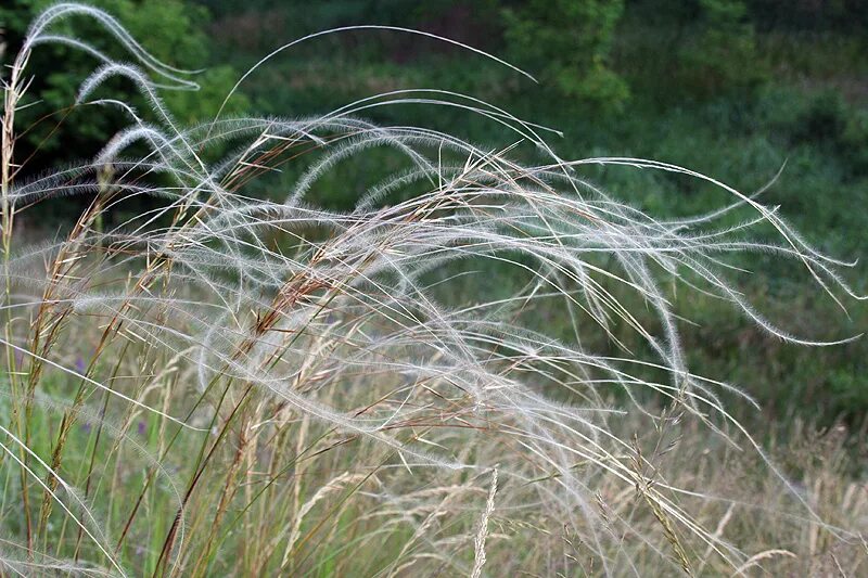 Ковыль (Stipa). Ковыль Дальневосточный. Ковыль перистый (Stipa pennata). Ковыль Днепровский.