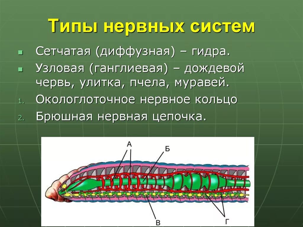 Тип нервной системы у дождевого червя. Нервная система дождевых червей. Дождевой червь нервная сис. Узловая нервная система дождевого червя.