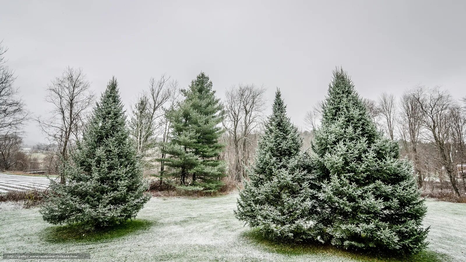 елка evergreen. елка зимой. ель в лесу. пихта живая. пихта лесная.