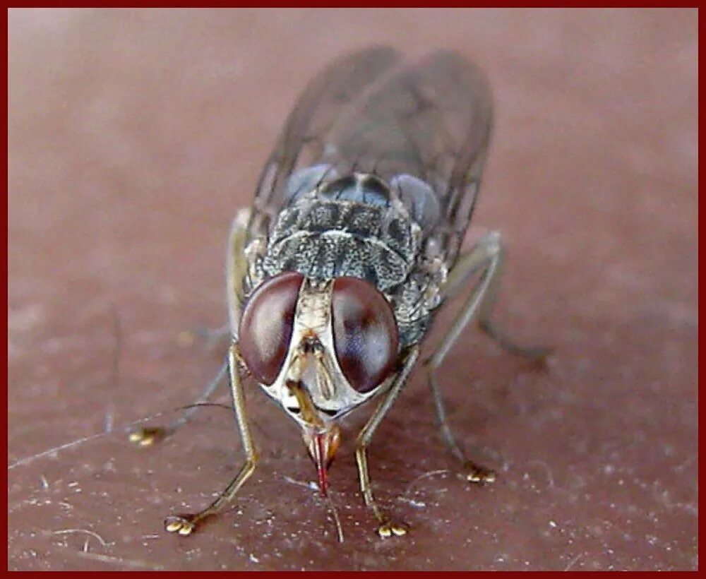 Tsetse fly. Муха ЦЕЦЕ. Муха ЦЕЦЕ В Африке. Муха ЦЕЦЕ фото. Опасные насекомые Муха ЦЕЦЕ.