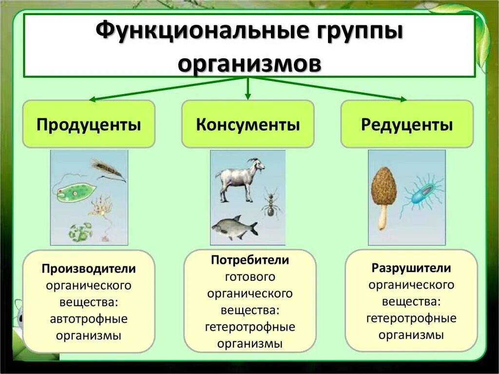 Пищевые связи в экосистеме. Водоросли выполняют роль продуцентов в экосистеме. Водоросли выполняют роль продуцентов в экосистеме. Водоросли выполняют роль продуцентов в экосистеме. Водоросли их роль в природе и жизни человека.
