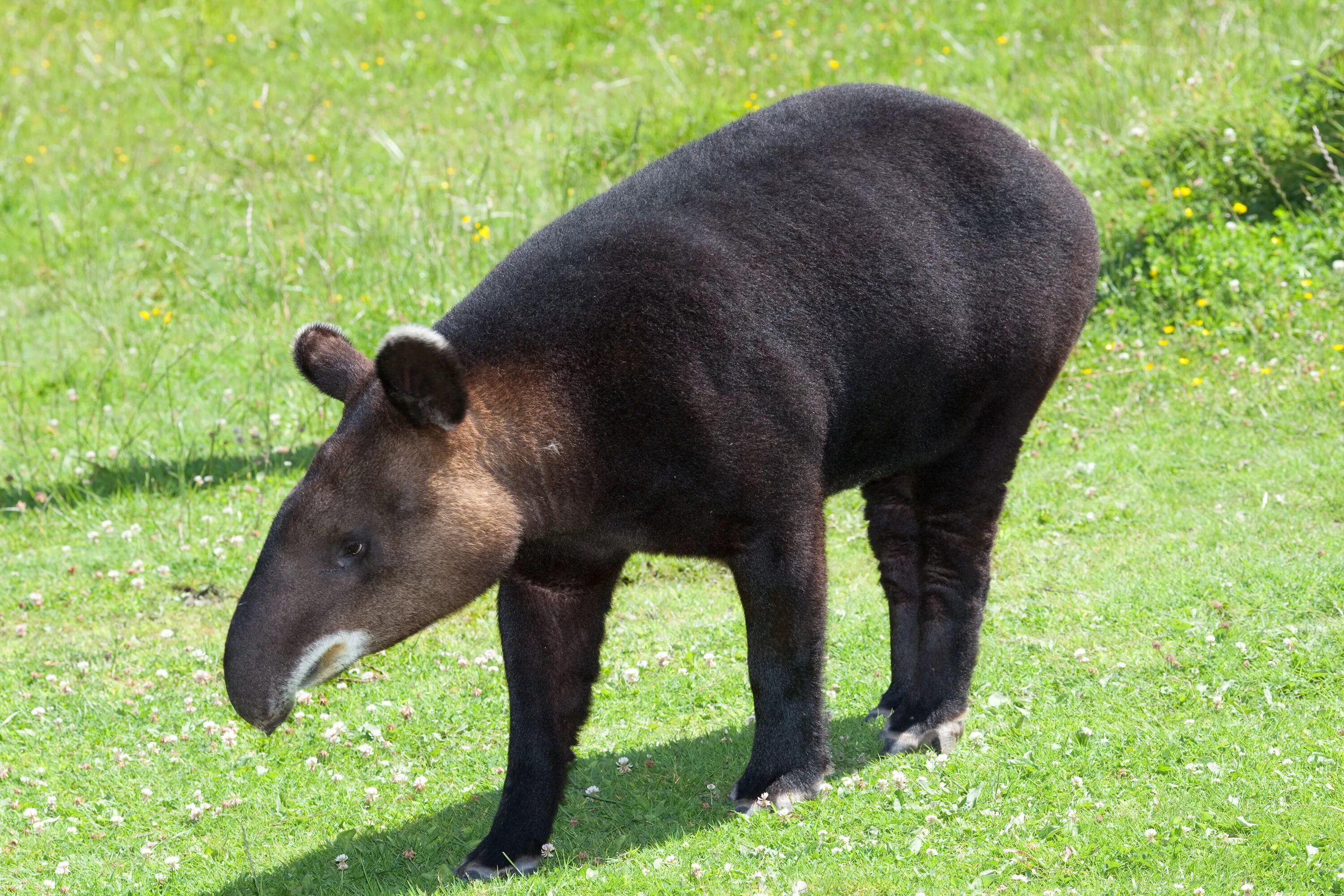 Горный тапир непарнокопытные. Горный тапир (Tapirus pinchaque). Эквадор горный тапир. Чепрачный тапир. Стационарное животное