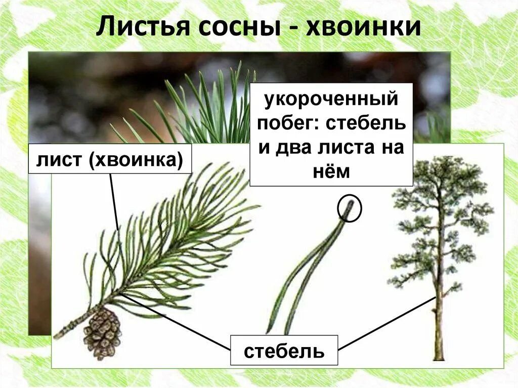 Каково строение голосеменных. Укороченный побег сосны с хвоинками. Побег и игловидные листья у сосны хвоинки. Побеги на ветке сосны. Побег сосны без хвоинок.