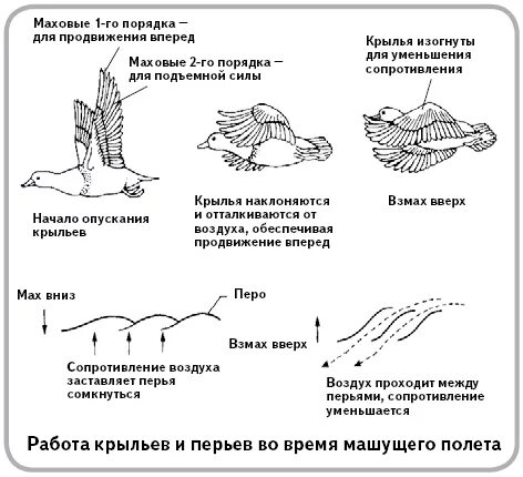 Летает схема. Типы полета птиц. механизм полета птиц. полет птицы схема. движение крыла птицы.