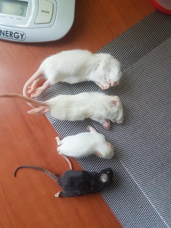 Мышь рост. Крыса Дабл рекс. Крыса Дамбо 1 месяц. Крысы Дамбо 3 недели. Декоративные мыши.