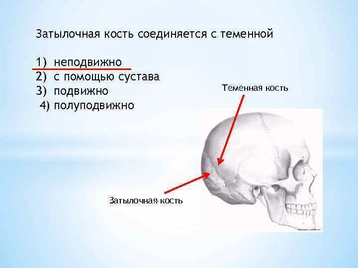 Между теменной костью и затылочной