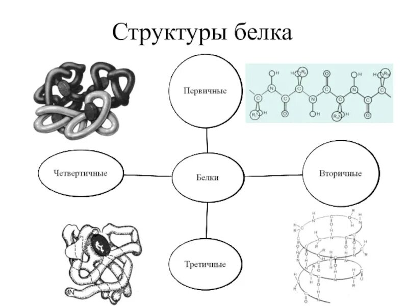 Схемы белков. Первичная структура белка химия. Белки структура белков. Состав белка схема. Структура белка схема.