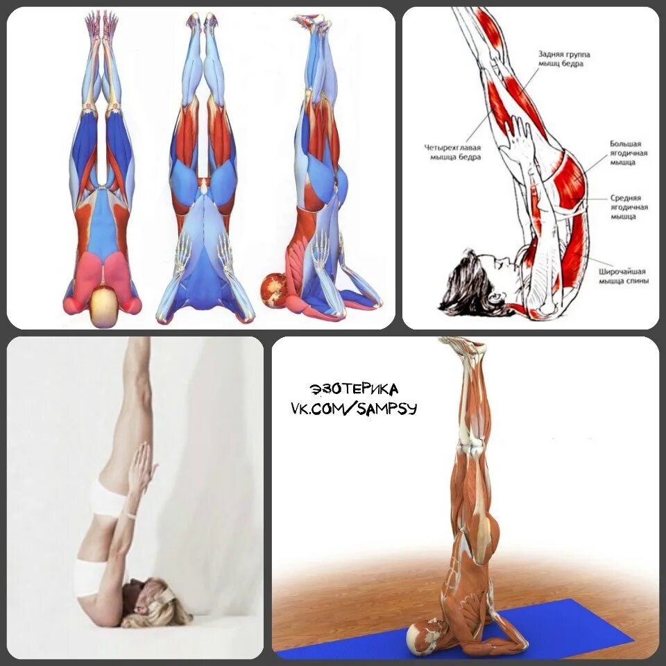 Ноги березкой. Саламба сарвангасана. Саламба сарвангасана мышцы. Упражнение берёзка техника. Правильное упражнение Березка.
