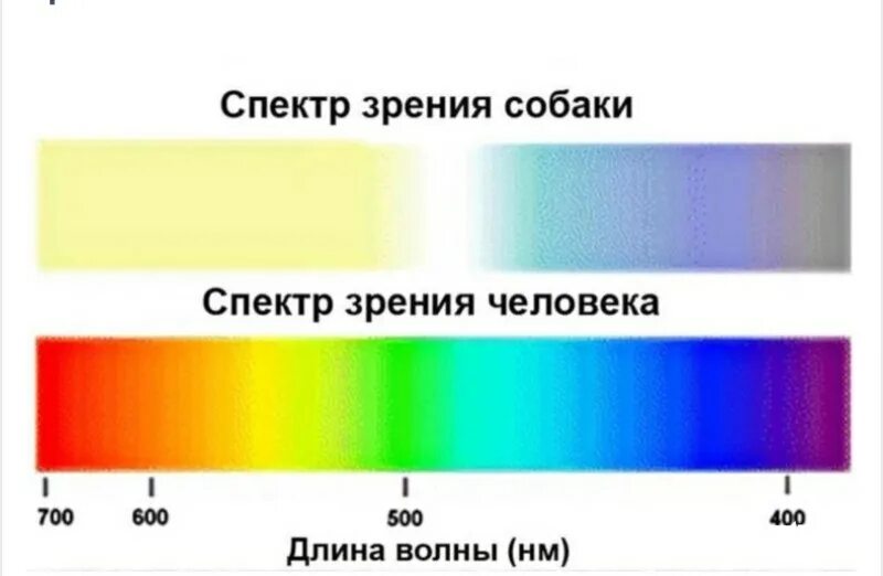 Ночное зрение у собак. Как видят собаки цвета. Как видят собакисобаки. Спектр зрения собаки. Цветовое зрение собак.