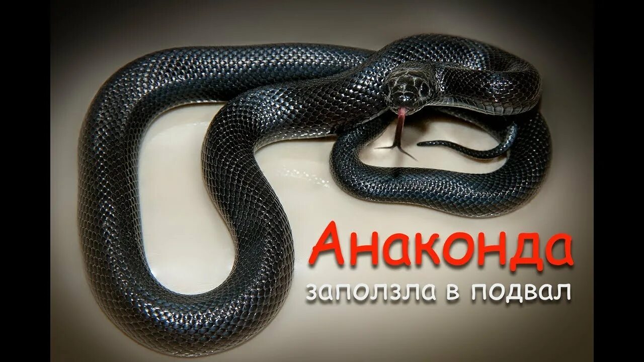 Пашаян анаконда. Анаконда змея. Анаконда надпись.