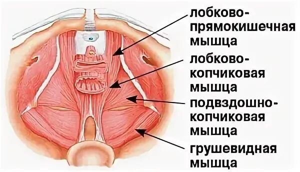 Копчиковая мышца