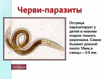 Круглые черви 8 класс биология конспект