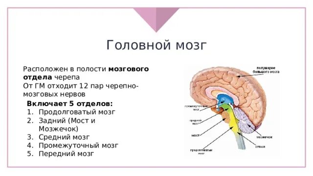 Средний и промежуточный мозг. Средний мозг полость. Строение среднего мозга кратко. Из чего состоит средний мозг человека. Задний мозг полость