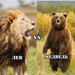 Кто сильнее лев или белый медведь